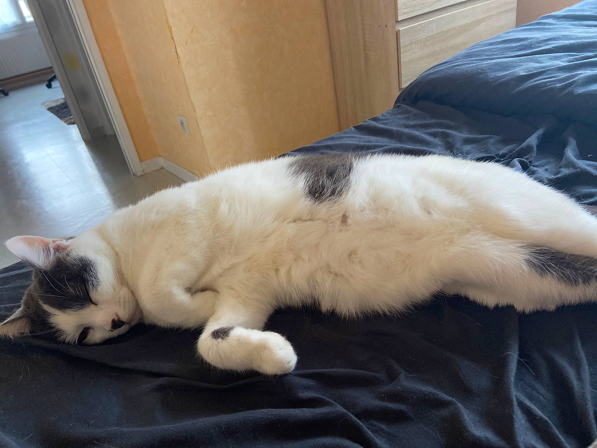 Zayko a rejoint le concours — aidez-le/la à gagner de superbes lots ! canidae, carnivore, cat, claw, comfort, companion_dog, dog_breed, domestic_short_haired_cat, eye, felidae, flooring, fur, hardwood, lap, nap, paw, small_to_medium_sized_cats, snout, tail, whiskers