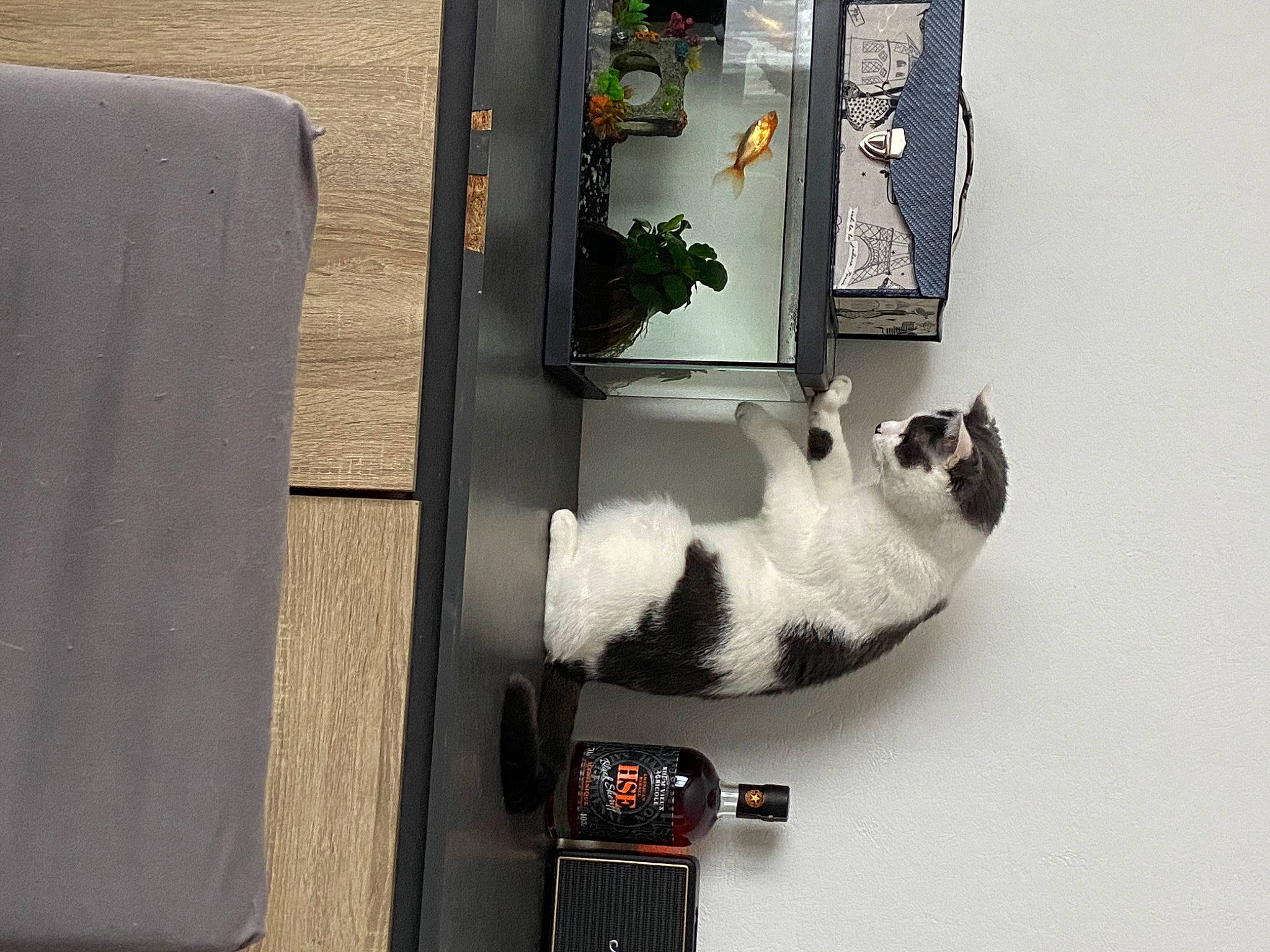 Zayko a rejoint le concours — aidez-le/la à gagner de superbes lots ! art, automotive_exterior, carnivore, chair, companion_dog, desk, felidae, flooring, fur, houseplant, plant, rectangle, room, shelf, small_to_medium_sized_cats, table, tail, vehicle_door, whiskers, wood