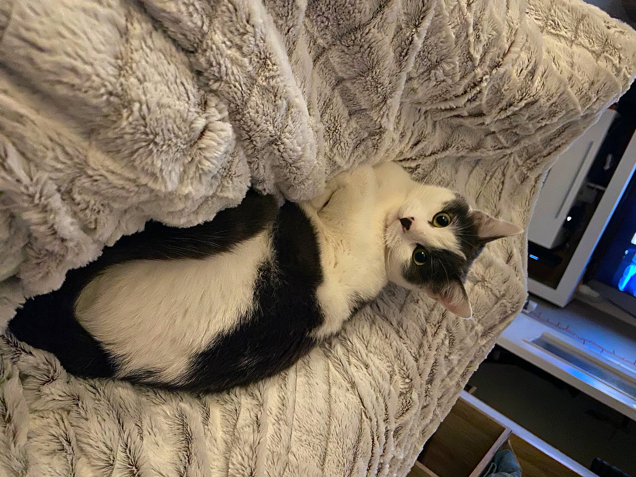 Zayko participe au concours pour gagner de l'argent avec cette photo : canidae, carnivore, cat, cat_bed, claw, comfort, domestic_short_haired_cat, fawn, felidae, fur, mammal, paw, small_to_medium_sized_cats, snout, tail, terrestrial_animal, vertebrate, whiskers, window, wood