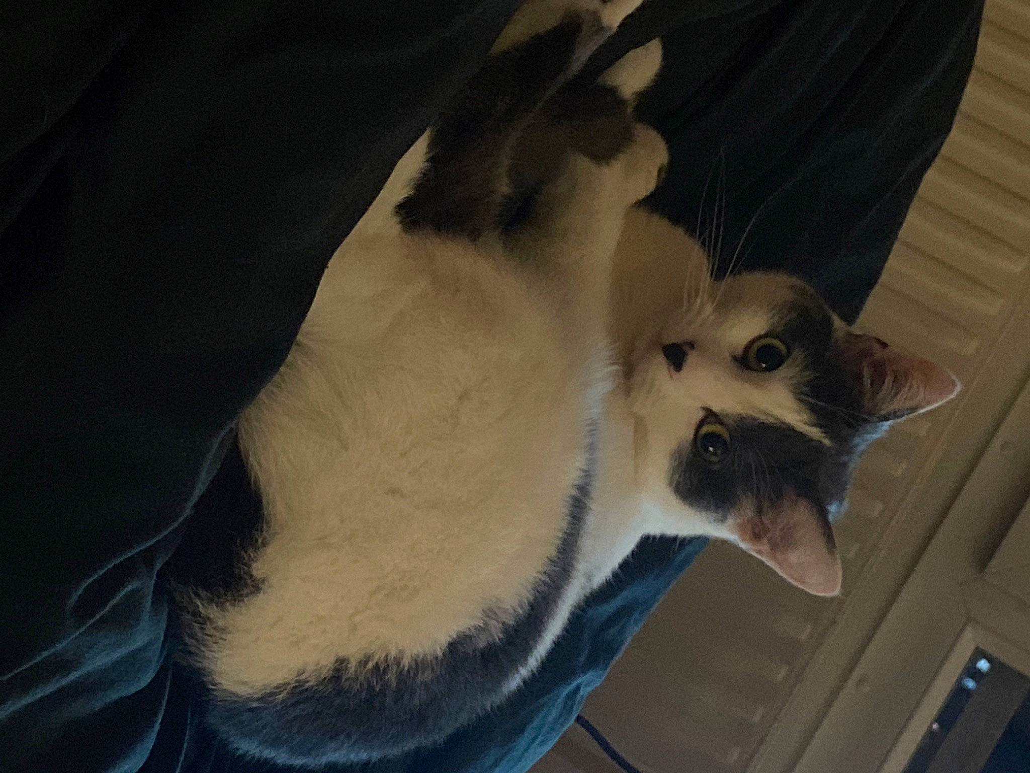 Zayko participe au concours pour gagner de l'argent avec cette photo : canidae, carnivore, cat, collar, comfort, companion_dog, dog_breed, domestic_short_haired_cat, ear, fawn, felidae, jaw, paw, siamese, small_to_medium_sized_cats, snout, sporting_group, tail, thai, whiskers