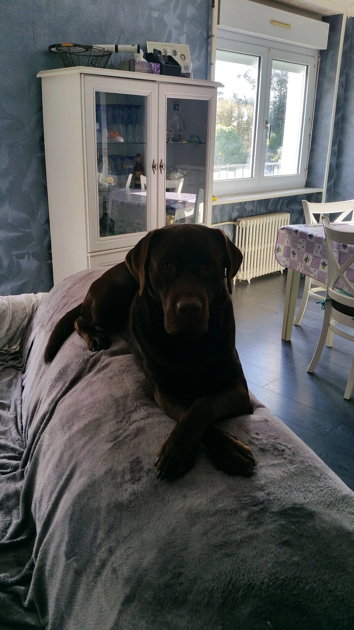 Oslo a rejoint le concours — aidez-le/la à gagner de superbes lots ! canidae, carnivore, companion_dog, dog, dog_breed, floor, flooring, furniture, guard_dog, home, house, interior_design, labrador_retriever, puppy, retriever, room, snout, sporting_group, window, wood