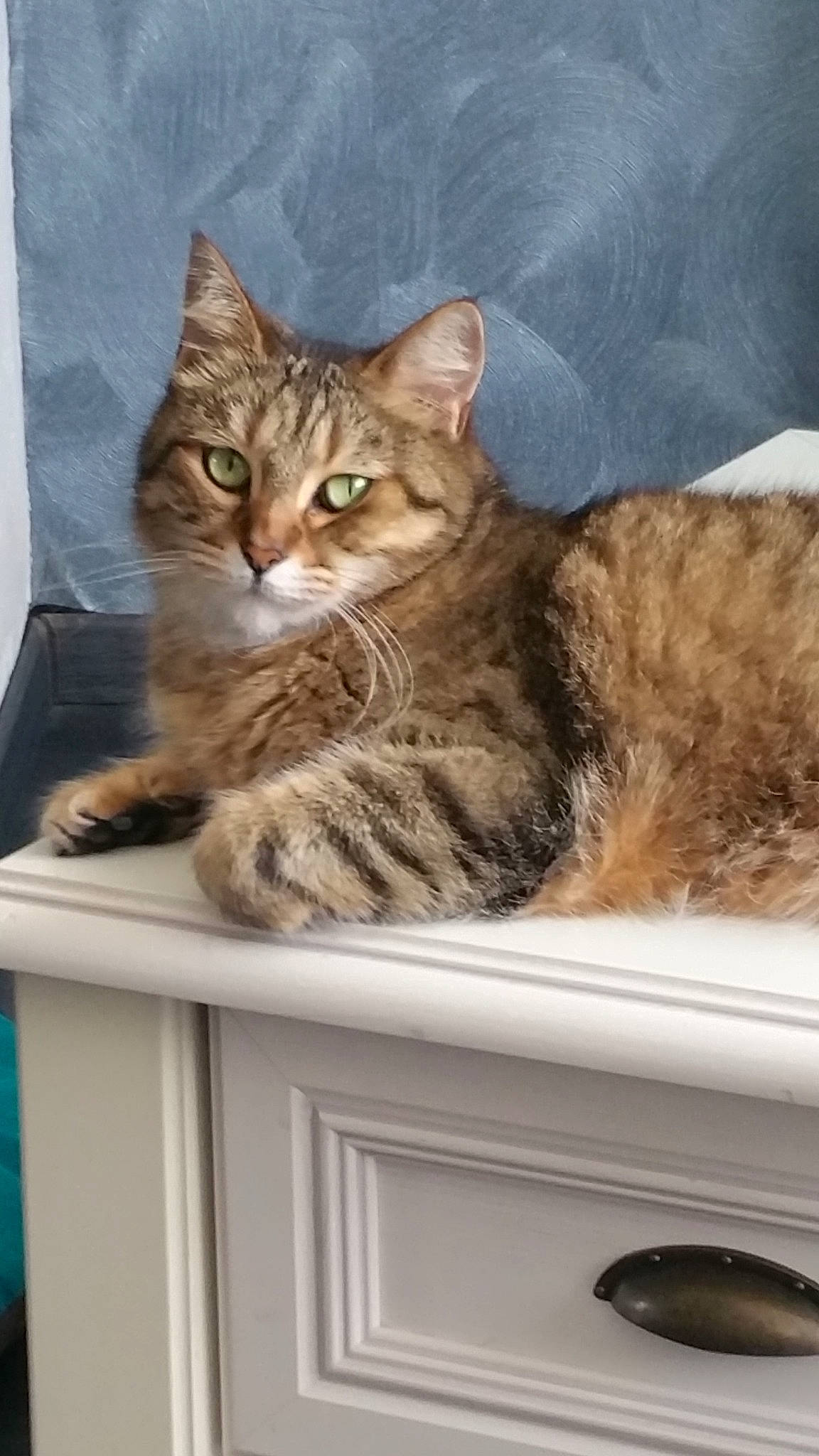 Aby a rejoint le concours — aidez-le/la à gagner de superbes lots ! aegean_cat, american_bobtail, asian, australian_mist, british_semi_longhair, california_spangled, carnivore, cat, domestic_short_haired_cat, dragon_li, european_shorthair, felidae, kitten, mammal, pixie_bob, siberian, small_to_medium_sized_cats, tabby_cat, vertebrate, whiskers