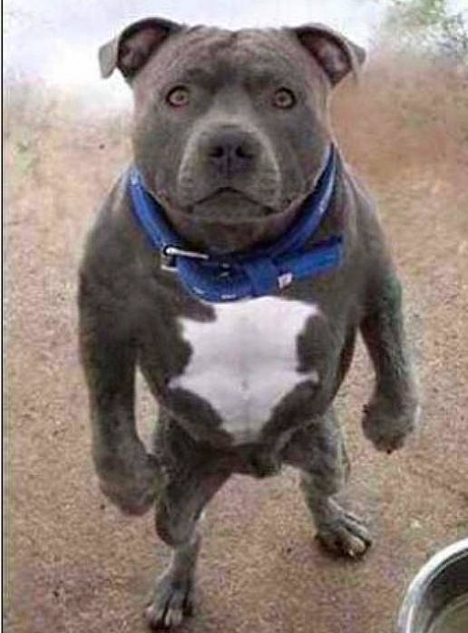 Chase joined the competition — help win amazing prizes! canidae, carnivore, collar, companion_dog, dog, dog_breed, dog_collar, electric_blue, non_sporting_group, pet_supply, snout, sporting_group, whiskers, working_animal, working_dog