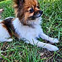 Stella is registered to the contest to win money with this photo: animal, black, brown, canine, cute, daylight, dog, ears, eyes, fur, grass, laying, nature, outdoor, pet, portrait, side_view, small_dog, snout, white