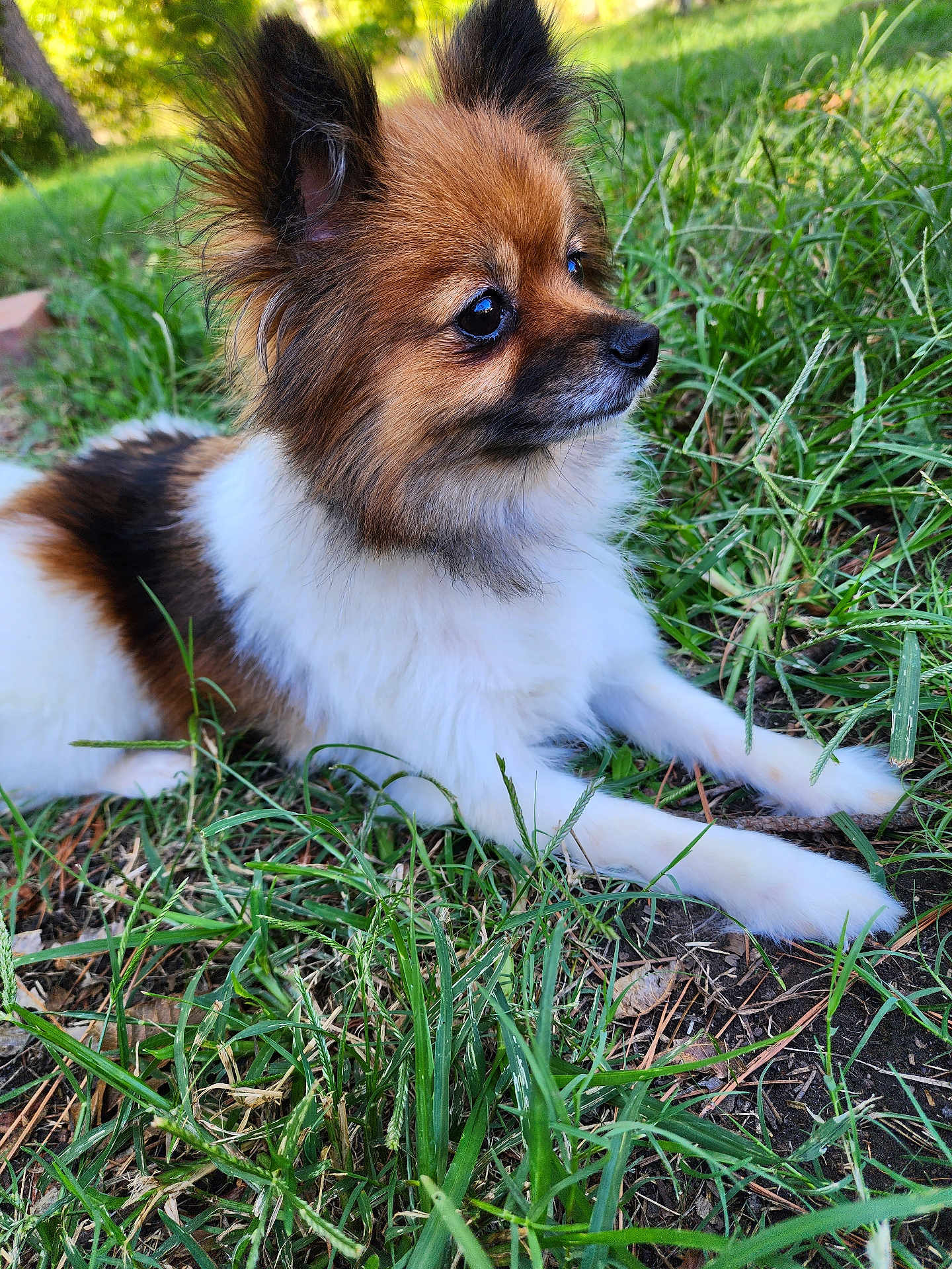 Stella