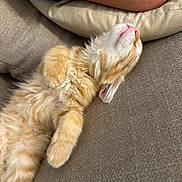 Garfield participe au concours pour gagner de l'argent avec cette photo : cat, kitten, orange_tabby, sleeping, relaxed, fluffy, pet, indoor, couch, fabric, pillow, human_arm, nap, cute, feline, resting, cozy, domestic_animal, animal, closeup