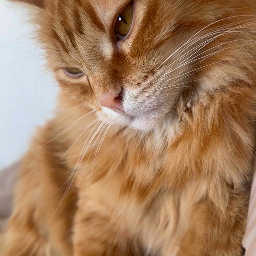 Garfield participe au concours pour gagner de l'argent avec cette photo : cat, orange_tabby, fluffy, pet, closeup, fur, whiskers, relaxed, indoor, cute, animal, mammal, sleepy, soft, domestic_cat, paw, face, portrait, feline, cozy