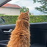 Garfield a rejoint le concours — aidez-le/la à gagner de superbes lots ! cat, orange_cat, fluffy, car_interior, window, hedge, house, red_roof, nature, tree, pet, animal, feline, looking_out, back_view, door_handle, side_mirror, daylight, calm, domestic_animal