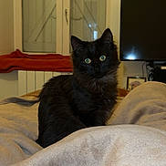 Mochi a rejoint le concours — aidez-le/la à gagner de superbes lots ! cat, kitten, black_cat, pet, indoor, blanket, bed, window, television, furniture, cozy, curious, animal, domestic_cat, fur, eyes, resting, soft_lighting, home, cute