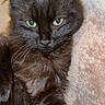 cat, black_cat, pet, feline, animal, green_eyes, fur, whiskers, close_up, portrait, indoor, blanket, resting, cute, soft_texture, relaxed, looking_at_camera, cozy, domestic_animal, mammal