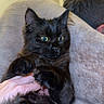 black_cat, cat, pet, animal, feline, fluffy, indoor, hand, cushion, sofa, person, home, curious_eyes, close_up, fur, comfort, relaxing, domestic, looking, soft