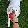 dog, white_dog, playing, red_toy, grass, outdoor, pet, animal, human_hand, fetch, tug_of_war, nature, canine, fun, interaction, paw, fur, daylight, grass_field, toy