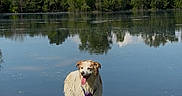 Ohana participe au concours pour gagner de l'argent avec cette photo : animal, canine, clouds, dog, grass, green, happy, lake, landscape, nature, outdoor, pet, reflection, sky, summer, sunny, tongue_out, trees, water, wet