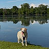 dog, grass, lake, water, reflection, trees, sky, clouds, outdoor, animal, pet, nature, summer, sunny, canine, tongue_out, wet, green, landscape, happy