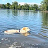 dog, golden_retriever, water, lake, swimming, nature, trees, sky, blue_sky, outdoor, calm, ripples, sunny, summer, animal, pet, reflection, daytime, forest, peaceful