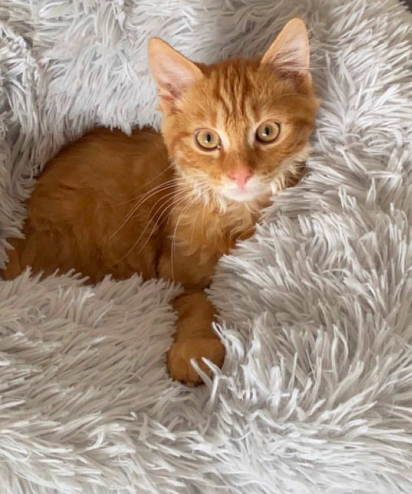 Simba participe au concours pour gagner de l'argent avec cette photo : carnivore, cat, cat_supply, claw, comfort, domestic_short_haired_cat, fawn, felidae, fur, liver, paw, peach, small_to_medium_sized_cats, snout, tail, terrestrial_animal, whiskers, wood