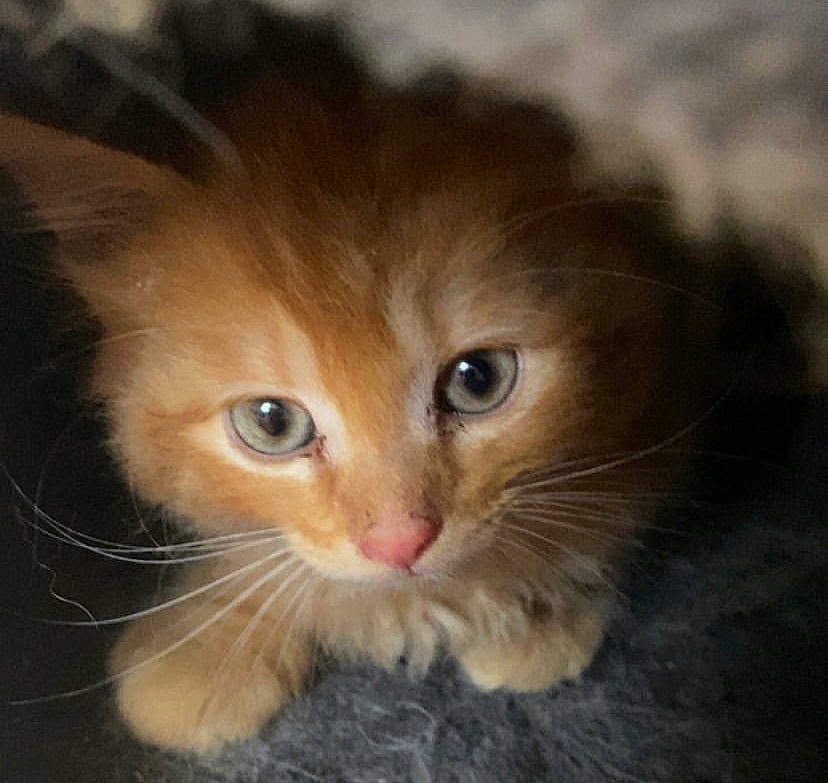 Simba a rejoint le concours — aidez-le/la à gagner de superbes lots ! carnivore, cat, domestic_short_haired_cat, fawn, felidae, fur, paw, small_to_medium_sized_cats, snout, whiskers, window, wood