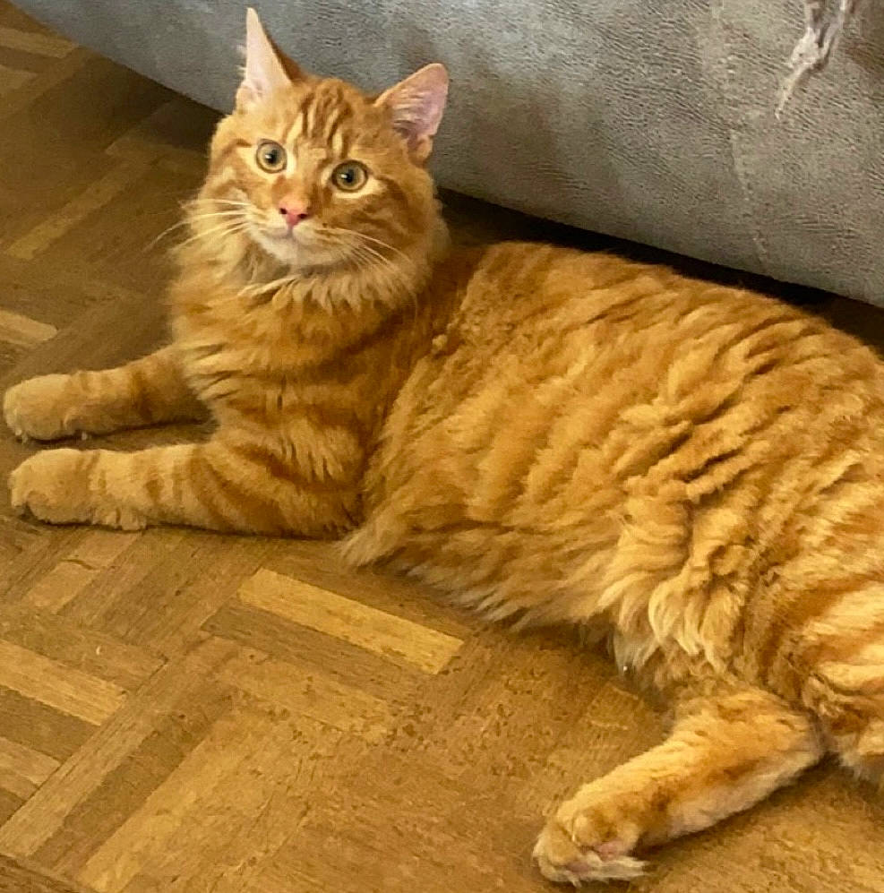 Simba participe au concours pour gagner de l'argent avec cette photo : carnivore, cat, claw, comfort, domestic_short_haired_cat, eye, fawn, felidae, flooring, fur, hardwood, paw, sitting, small_to_medium_sized_cats, snout, tail, terrestrial_animal, whiskers, wood, wood_flooring
