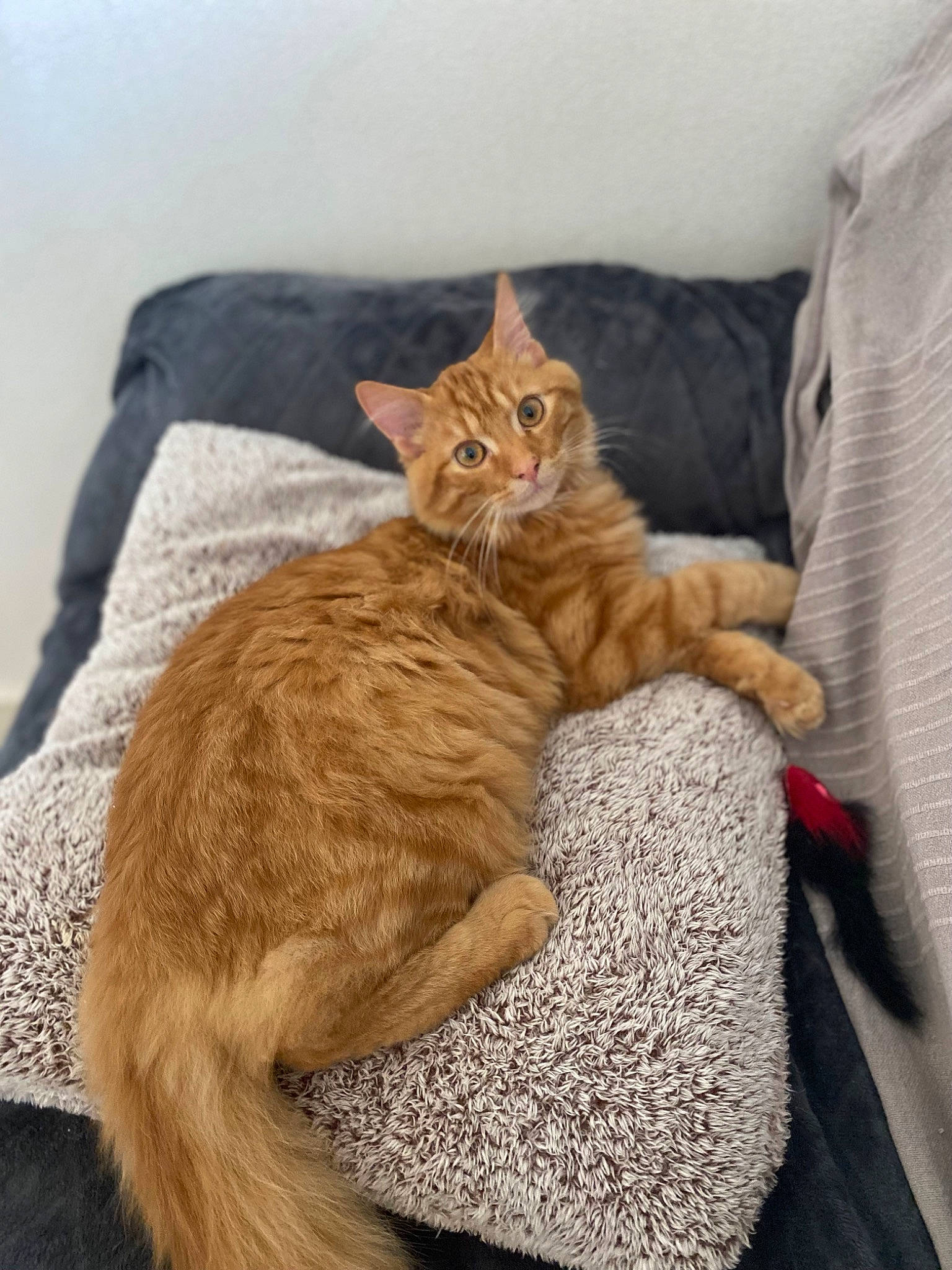 Simba a rejoint le concours — aidez-le/la à gagner de superbes lots ! carnivore, cat, claw, comfort, couch, domestic_short_haired_cat, fawn, felidae, foot, fur, human_leg, linens, nap, paw, sitting, small_to_medium_sized_cats, snout, tail, whiskers, wood