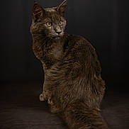 Eros a rejoint le concours — aidez-le/la à gagner de superbes lots ! cat, feline, dark_fur, long_hair, fluffy_tail, golden_eyes, sitting, portrait, studio, black_background, dramatic_lighting, professional_photography, pet, animal, whiskers, pointed_ears, looking_away, indoor, closeup, elegant