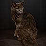cat, feline, dark_fur, long_hair, fluffy_tail, golden_eyes, sitting, portrait, studio, black_background, dramatic_lighting, professional_photography, pet, animal, whiskers, pointed_ears, looking_away, indoor, closeup, elegant