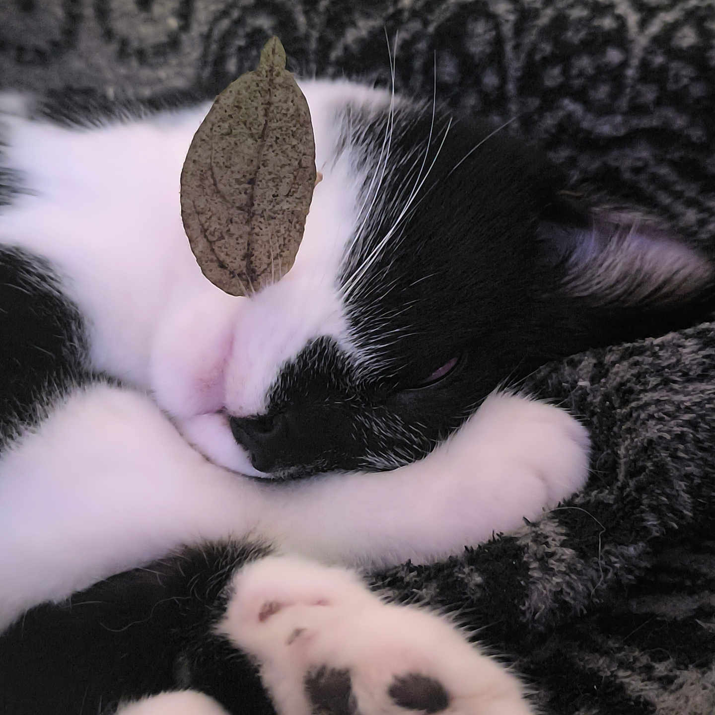 Winston