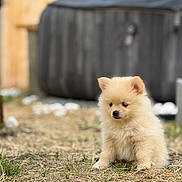 Bailey a rejoint le concours — aidez-le/la à gagner de superbes lots ! puppy, dog, fluffy, grass, outdoor, young, cute, pet, animal, small, brown, fur, sitting, nature, soft_focus, background_blur, curious, adorable, canine, young_dog