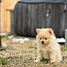 puppy, dog, fluffy, grass, outdoor, young, cute, pet, animal, small, brown, fur, sitting, nature, soft_focus, background_blur, curious, adorable, canine, young_dog