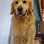 dog, golden_retriever, pet, indoor, animal, fur, sitting, friendly, canine, portrait, house, door, wood, brick_wall, floor, cute, mammal, domestic_animal, looking_at_camera, companion