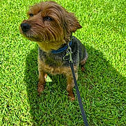 Ollie is registered to the contest to win money with this photo: dog, pet, grass, outdoor, collar, leash, sunlight, brown_fur, black_fur, small_dog, canine, animal, nature, daylight, tag, sitting, cute, fluffy, portrait, greenery