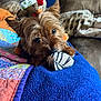 Ollie is registered to the contest to win money with this photo: dog, small_dog, toy, plush, blanket, quilt, couch, indoor, pet, cute, brown_dog, stuffed_animal, playful, nose, ears, furry, animal, relaxed, closeup, cozy