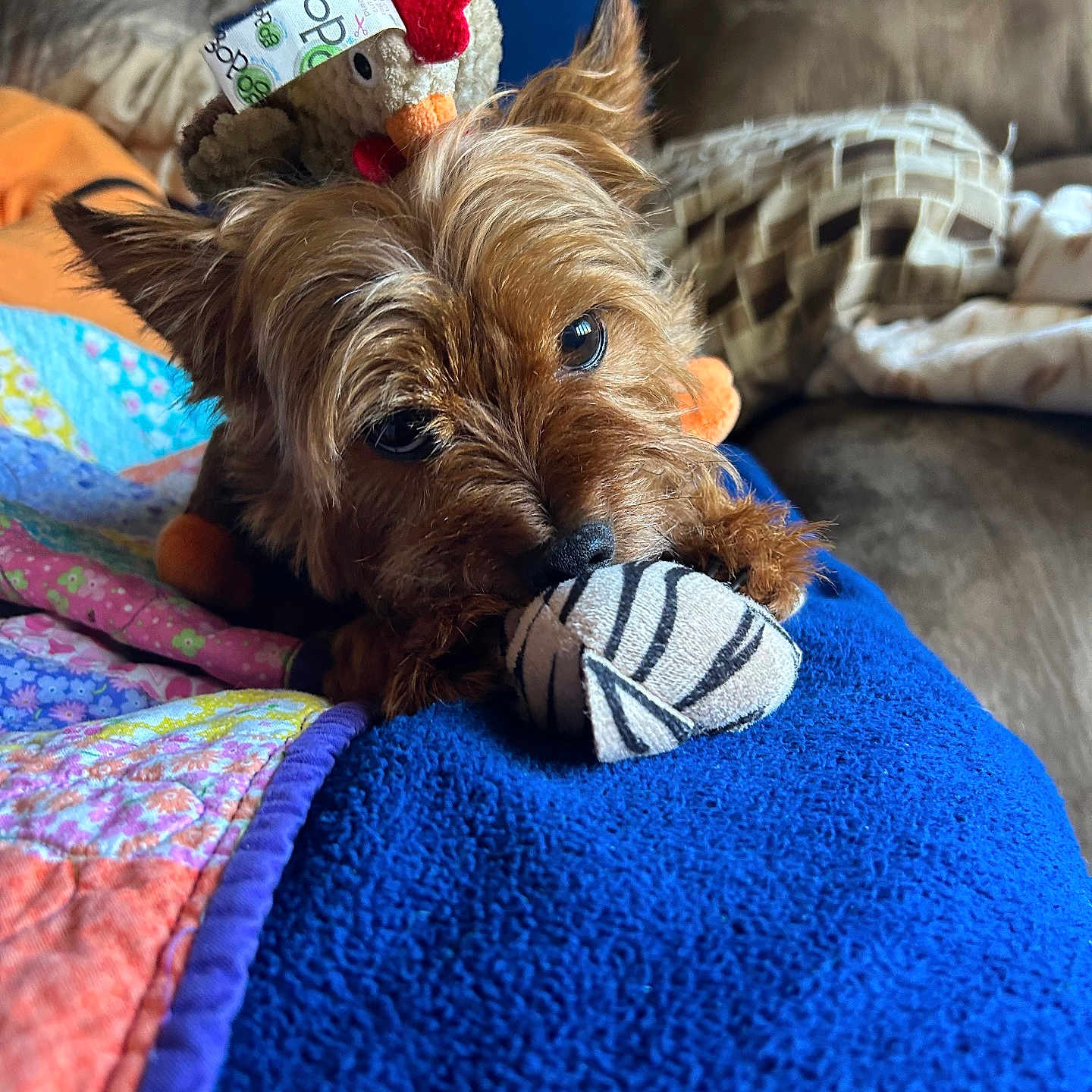 Ollie is registered to the contest to win money with this photo: animal, blanket, brown_dog, closeup, couch, cozy, cute, dog, ears, furry, indoor, nose, pet, playful, plush, quilt, relaxed, small_dog, stuffed_animal, toy