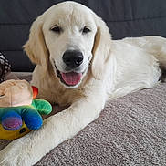 Marcel participe au concours pour gagner de l'argent avec cette photo : dog, puppy, golden_retriever, lying_down, plush_toy, colorful_toy, blanket, couch, indoor, pet, canine, fur, tongue_out, relaxed, smiling, animal, domestic_animal, cute, friendly, young