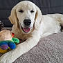 dog, puppy, golden_retriever, lying_down, plush_toy, colorful_toy, blanket, couch, indoor, pet, canine, fur, tongue_out, relaxed, smiling, animal, domestic_animal, cute, friendly, young