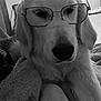 Marcel participe au concours pour gagner de l'argent avec cette photo : dog, golden_retriever, glasses, black_and_white, pet, animal, cozy, blanket, indoors, portrait, cute, relaxed, soft_lighting, fur, ears, snout, nostrils, nose, muzzle, closeup