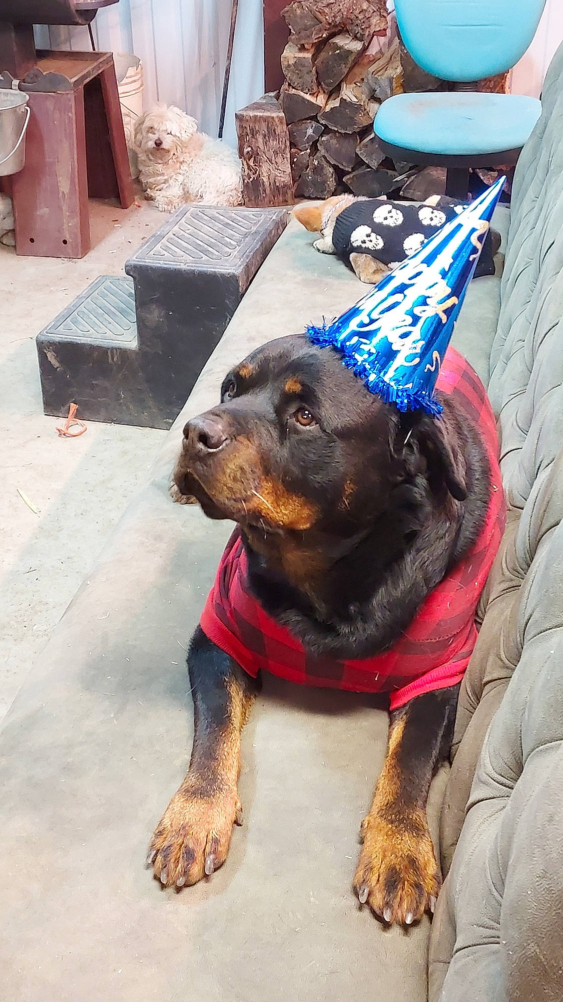 George is registered to the contest to win money with this photo: art, carnivore, collar, companion_dog, dog, dog_breed, dog_clothes, dog_collar, dog_supply, fashion_accessory, fawn, flooring, fur, guard_dog, leash, liver, pet_supply, road_surface, toy_dog, working_animal