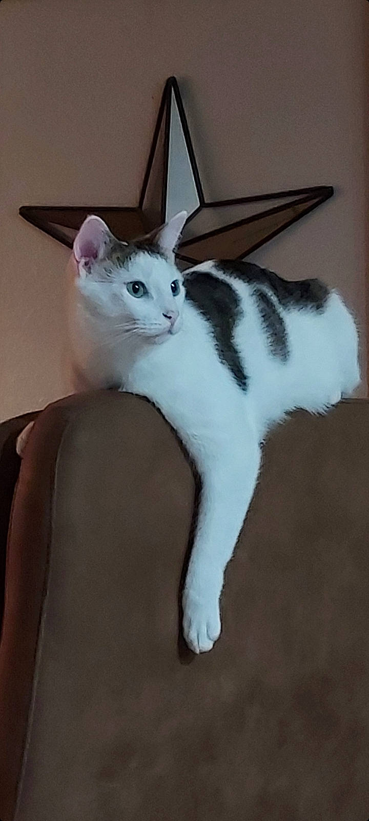 Happy joined the competition — help win amazing prizes! carnivore, cat, comfort, domestic_short_haired_cat, felidae, fur, lap, paw, small_to_medium_sized_cats, tail, whiskers