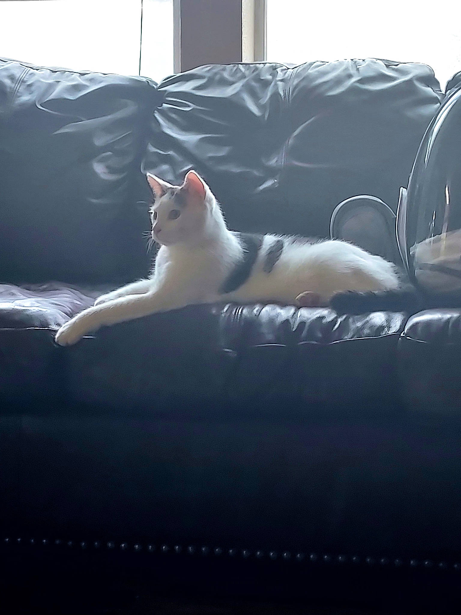 Happy is registered to the contest to win money with this photo: carnivore, cat, cloud, comfort, couch, felidae, grey, light, lighting, line, mammal, morning, sky, small_to_medium_sized_cats, sunlight, textile, tints_and_shades, tree, vertebrate, window