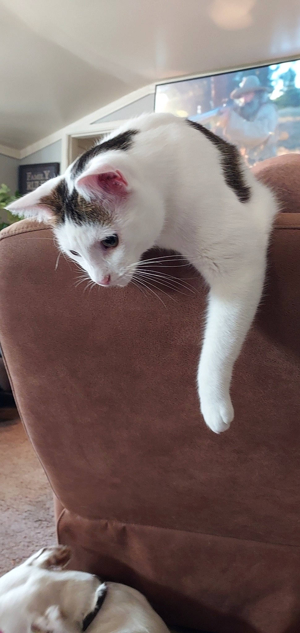 Happy is registered to the contest to win money with this photo: carnivore, cat, comfort, domestic_short_haired_cat, felidae, flooring, foot, formal_wear, fur, paw, pet_supply, plant, small_to_medium_sized_cats, snout, tail, terrestrial_animal, whiskers, wood