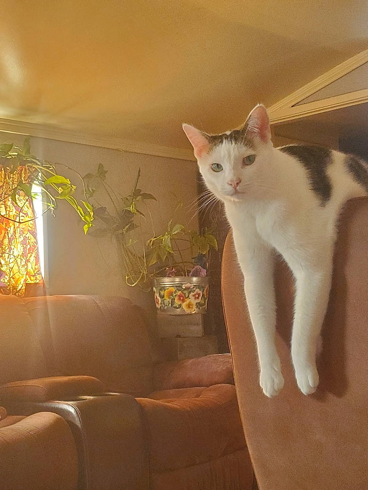 Happy is registered to the contest to win money with this photo: carnivore, cat, comfort, couch, domestic_short_haired_cat, felidae, flowerpot, fur, hardwood, houseplant, lamp, paw, plant, room, sitting, small_to_medium_sized_cats, tail, whiskers, window, wood