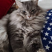 Moxy is registered to the contest to win money with this photo: cat, fluffy, gray, pet, indoor, couch, pillow, blanket, relaxed, fur, whiskers, animal, mammal, domestic, face, portrait, feline, laying, cozy, home
