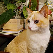 Lulu joined the competition — help win amazing prizes! cat, indoor, plant, book, stack, flower_painting, greenery, fur, whiskers, ears, curious, domestic_cat, portrait, table, home_decor, closeup, pet, feline, sitting, orange_and_white