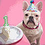 dog, french_bulldog, birthday, party_hat, cake, candle, number_one, pink_background, celebration, pet, closeup, white_dog, table, plate, festive, cute, animal, portrait, indoor, food