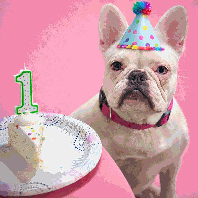 Ruby is registered to the contest to win money with this photo: dog, french_bulldog, birthday, party_hat, cake, candle, number_one, pink_background, celebration, pet, closeup, white_dog, table, plate, festive, cute, animal, portrait, indoor, food
