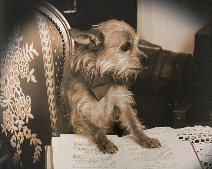 Mo-mo joined the competition — help win amazing prizes! art, canidae, carnivore, companion_dog, dog, dog_breed, fang, fur, metal, monochrome_photography, small_terrier, snout, sporting_group, still_life_photography, terrestrial_animal, terrier, toy_dog, whiskers, working_animal, wrinkle