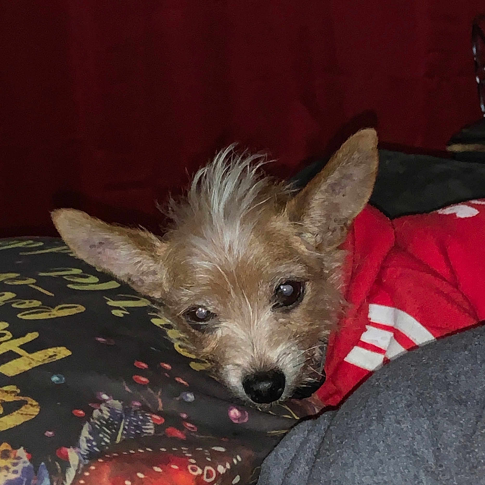 Mo-mo joined the competition — help win amazing prizes! animal, bed, bedroom, blanket, canine, chihuahua, couch, cushion, dog, furniture, homedecor, hound, indoors, linen, pet, poodle, puppy, room, terrier, whitedog