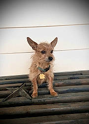 Mo-mo joined the competition — help win amazing prizes! canidae, carnivore, companion_dog, dog, dog_breed, fawn, fur, livestock, paw, snout, sporting_group, tail, terrestrial_animal, toy_dog, wood, working_animal