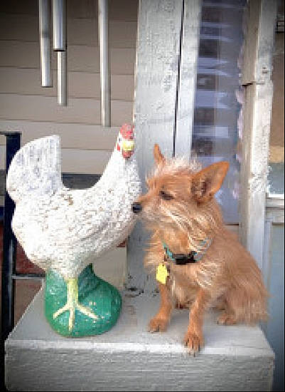 Mo-mo is registered to the contest to win money with this photo: beak, bird, carnivore, chicken, comb, companion_dog, dog, dog_breed, dog_supply, feather, fowl, galliformes, pet_supply, phasianidae, poultry, rooster, tail, terrier, toy, toy_dog