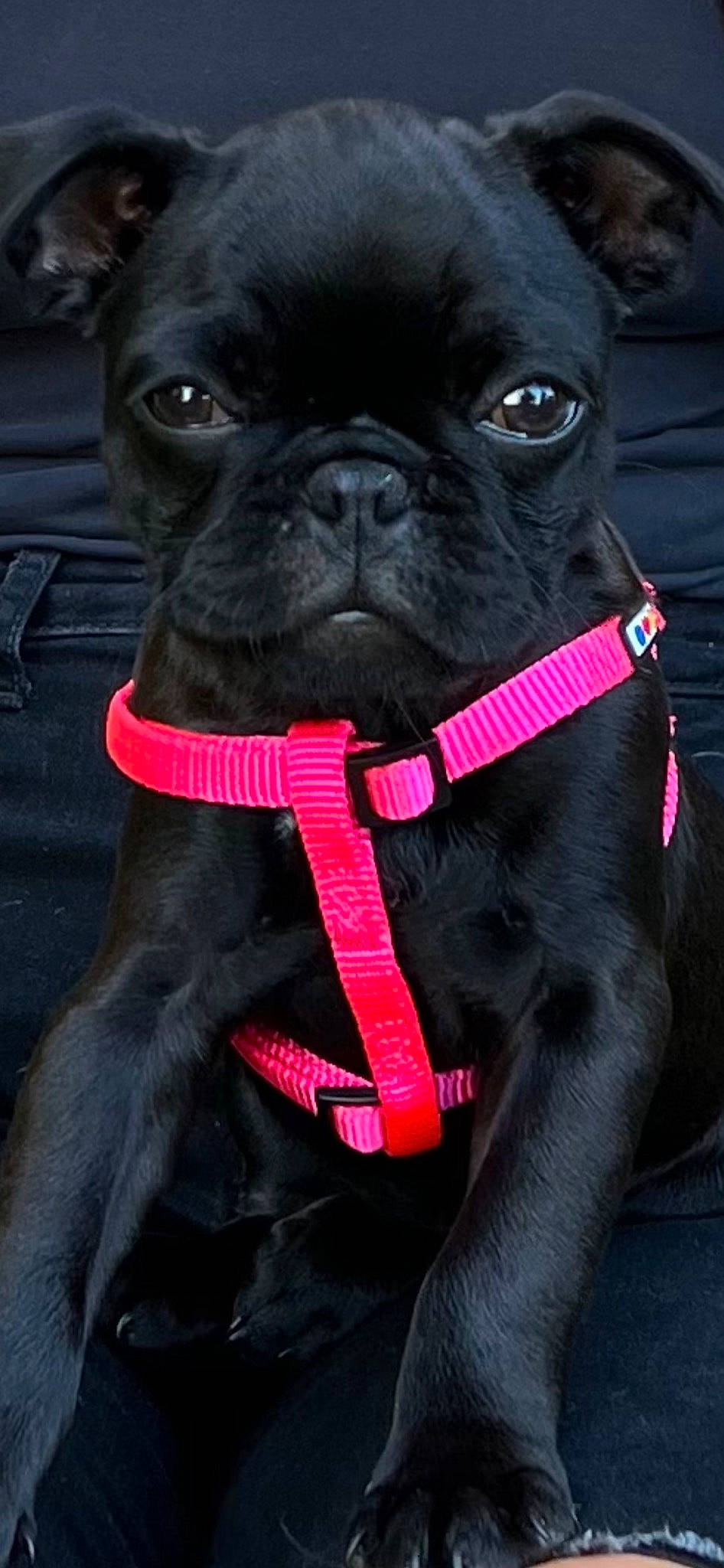 Jules is registered to the contest to win money with this photo: black, bulldog, carnivore, collar, companion_dog, dog, dog_breed, dog_collar, fashion_accessory, fawn, fur, leash, pet_supply, pug, reflex_camera, snout, sporting_group, toy_dog, whiskers, working_animal