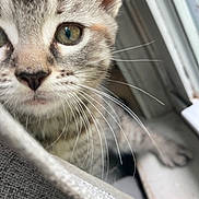 Yuka joined the competition — help win amazing prizes! kitten, cat, close_up, whiskers, eye, curious, pet, feline, indoor, texture, fabric, window, blurred_background, animal, cute, young, soft_light, portrait, domestic_cat, fur